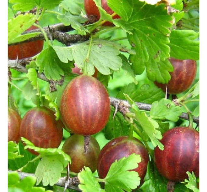 Крыжовник сорт Гранд, контейнер 0.5 л.