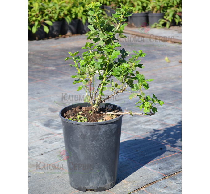 Саженцы крыжовника сорт "Малахит" 2 летние, конт. 7 л