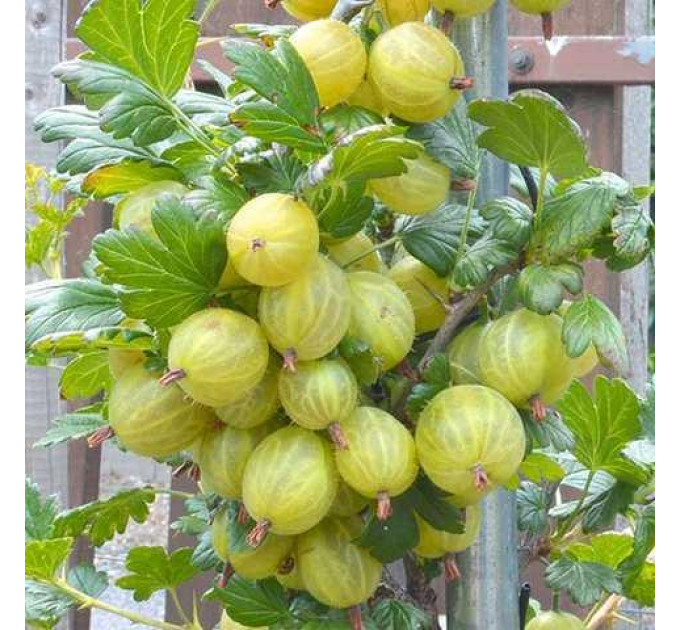 Саженцы крыжовника "Малахит" зеленый, без колючек, полуупакованный