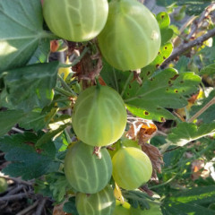 Саженцы крыжовника "Малахит" зеленый, без колючек, полуупакованный