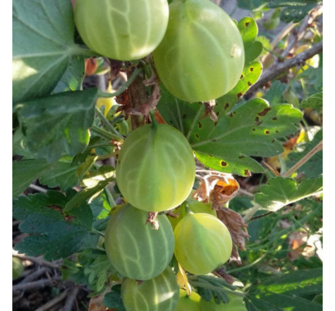 Саженцы крыжовника "Малахит" зеленый, без колючек, полуупакованный