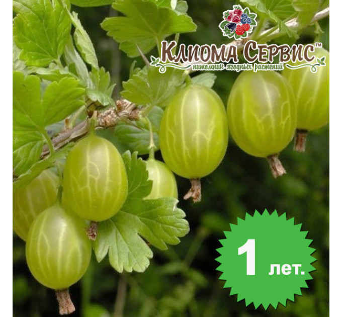 Саженцы крыжовника "Малахит" зеленый, без колючек, полуупакованный