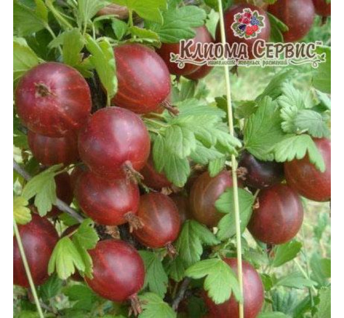 Крыжовник сорт Гранд, контейнер 0.5 л.