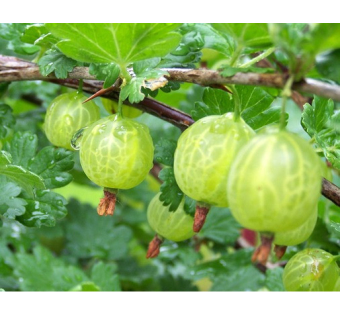 Саженцы крыжовника сорт "Малахит" 2 летние, конт. 7 л