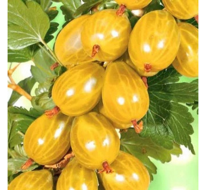 Крыжовник сорт Хиннонмаки Еллоу (желтый), полуупакованный