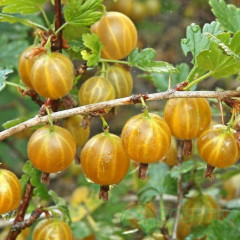 Крыжовник сорт Хиннонмаки Еллоу (желтый), полуупакованный