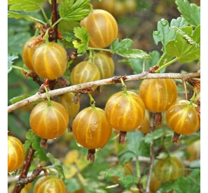 Крыжовник сорт Хиннонмаки Еллоу (желтый), полуупакованный