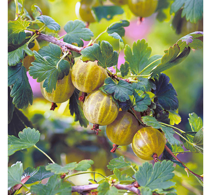 Крыжовник сорт Хиннонмаки Еллоу (желтый), полуупакованный