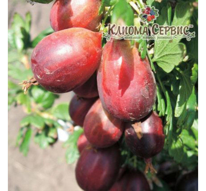 Крыжовник сорт Серенада, контейнер 0.5 л