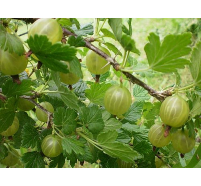 Крыжовник "Изумрудный" в контейнере