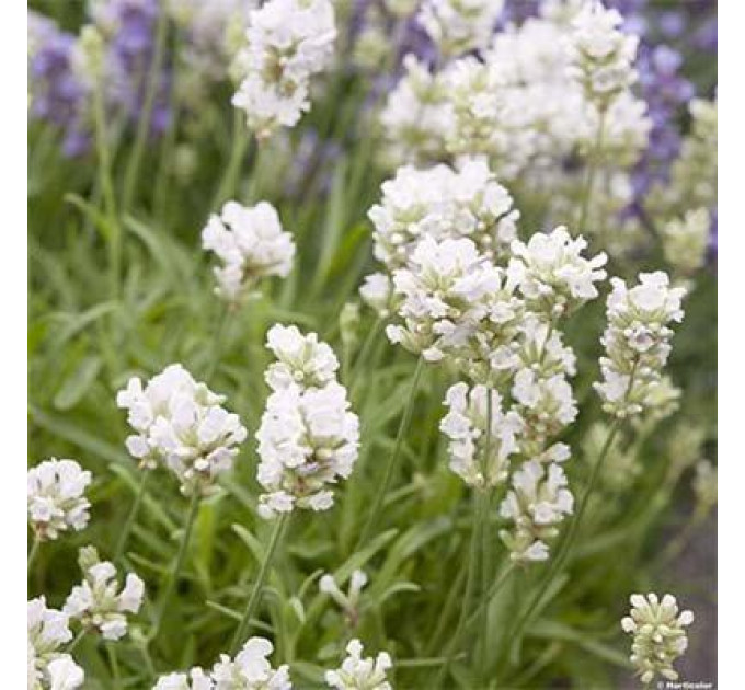 Лаванда Белая 1 летняя, конт. P9