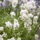 Лаванда Белая 1 летняя, конт. P9