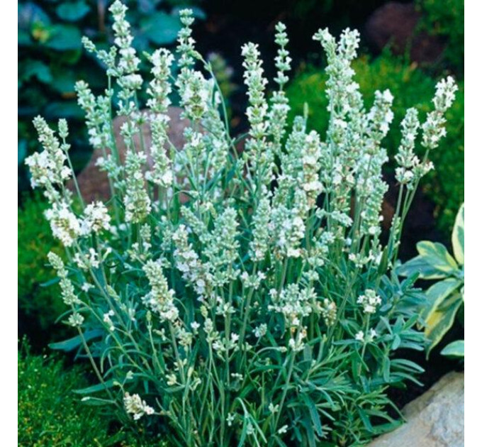 Лаванда Белая 1 летняя, конт. P9