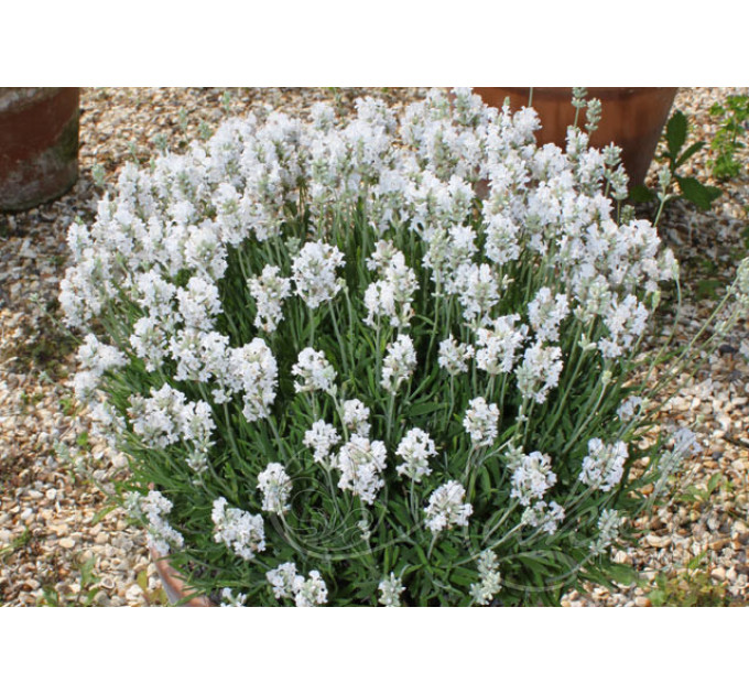 Лаванда Белая 1 летняя, конт. P9