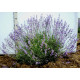 Лаванда Степная в контейнере P9