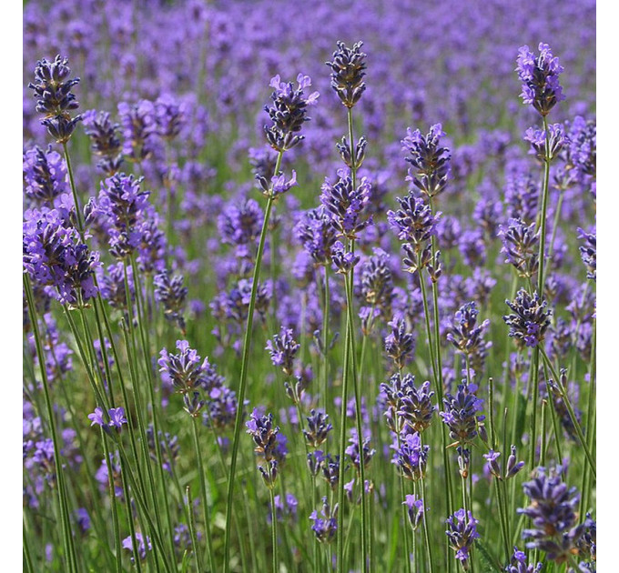 Лаванда Степная в контейнере P9