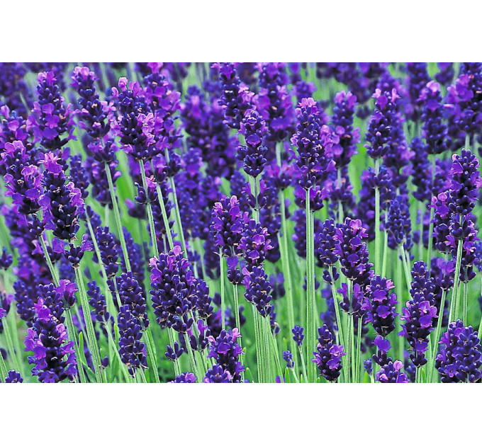 Лаванда Степная в контейнере P9