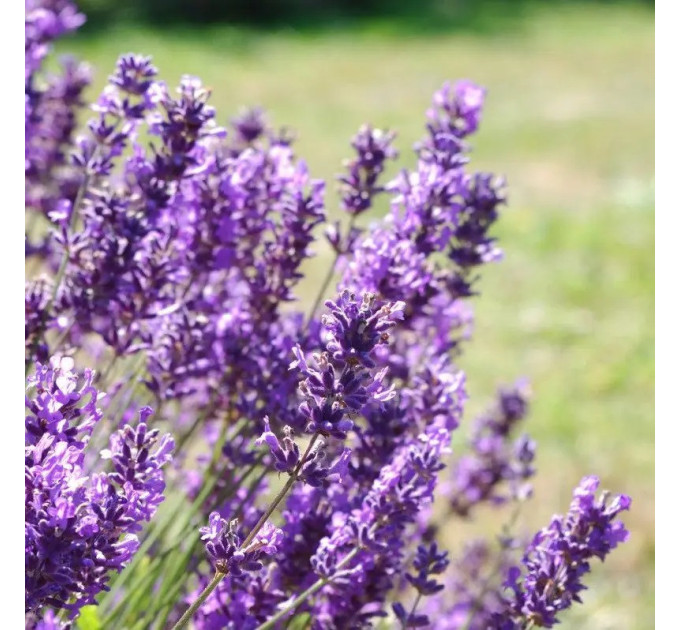Лавандин "Гросу" 1 летняя, конт. P9