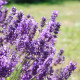 Лавандин "Гросу" 1 летняя, конт. P9