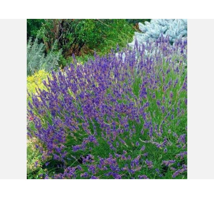 Лавандин "Гросу" 1 летняя, конт. P9
