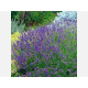 Лавандин "Гросу" 1 летняя, конт. P9