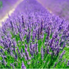 Лавандин "Гросу" 1 летняя, конт. P9