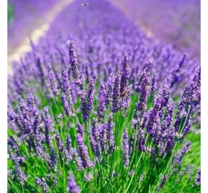 Лавандин "Гросу" 1 летняя, конт. P9
