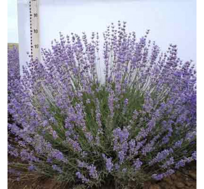 Лаванда Синева в контейнере P9