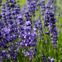 Лаванда Синева в контейнере P9