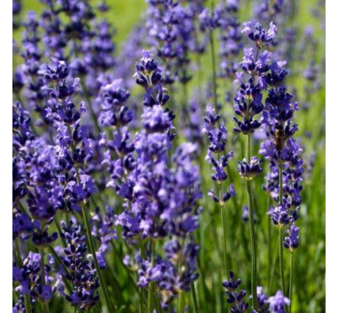 Лаванда Синева в контейнере P9