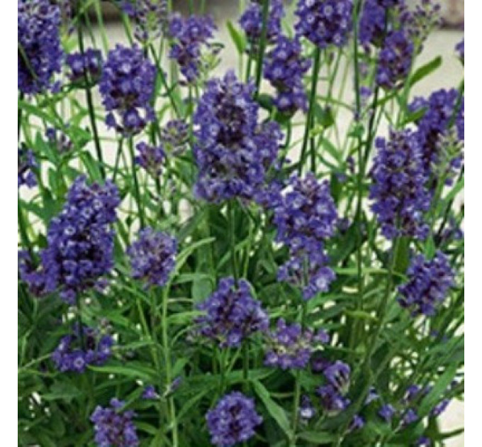 Лаванда Синева в контейнере P9