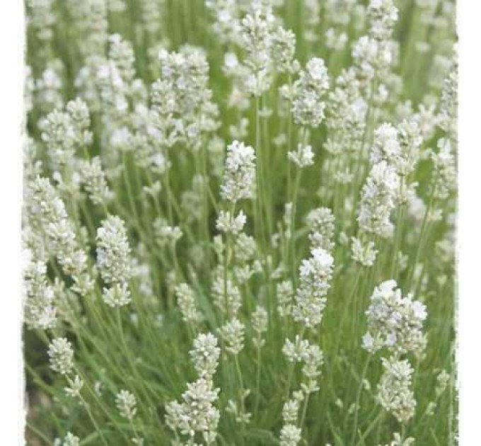 Лаванда Иней, 2 года С3