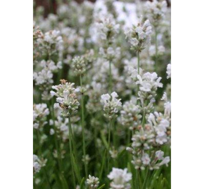 Лаванда Иней, 2 года С3