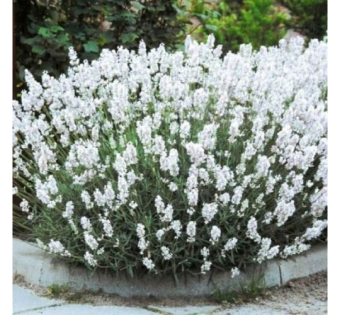 Лаванда Иней в контейнере P9