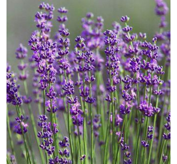 Лаванда Лавандин в контейнере P9