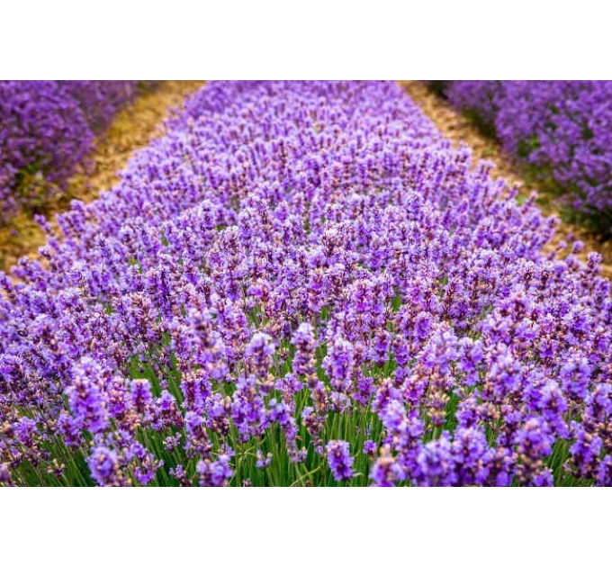 Лаванда Лавандин в контейнере P9