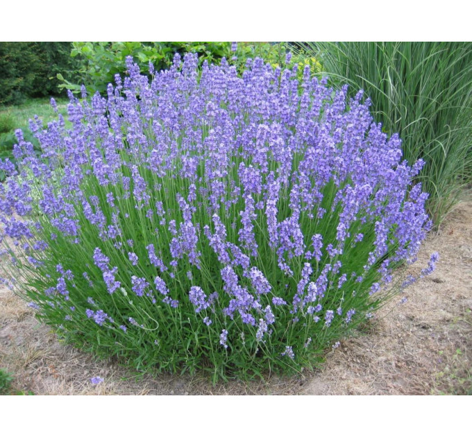 Лаванда Лавандин в контейнере P9