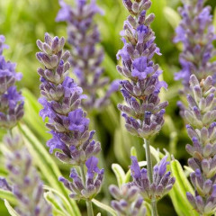 Лаванда сорт Platinum Blonde 1 летняя P9