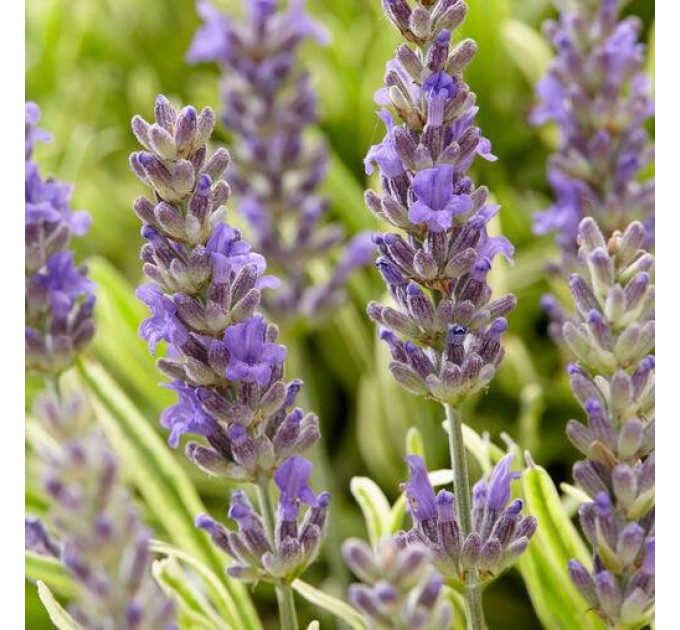 Лаванда сорт Platinum Blonde 1 летняя P9