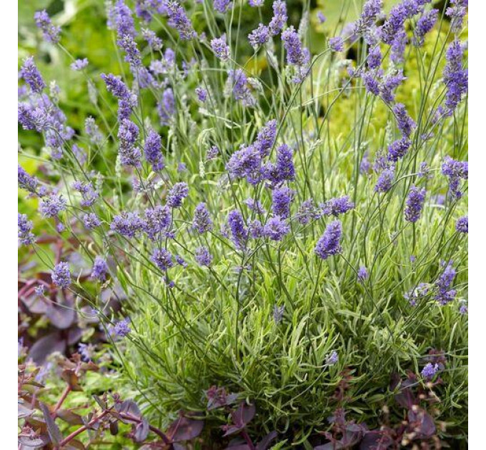 Лаванда сорт Platinum Blonde 1 летняя P9