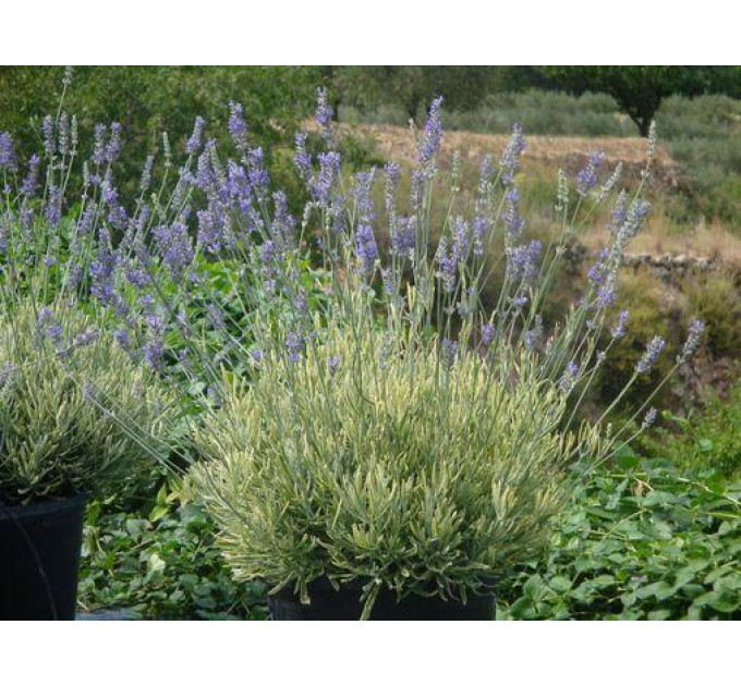 Лаванда сорт Platinum Blonde 1 летняя P9