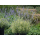 Лаванда сорт Platinum Blonde 1 летняя P9