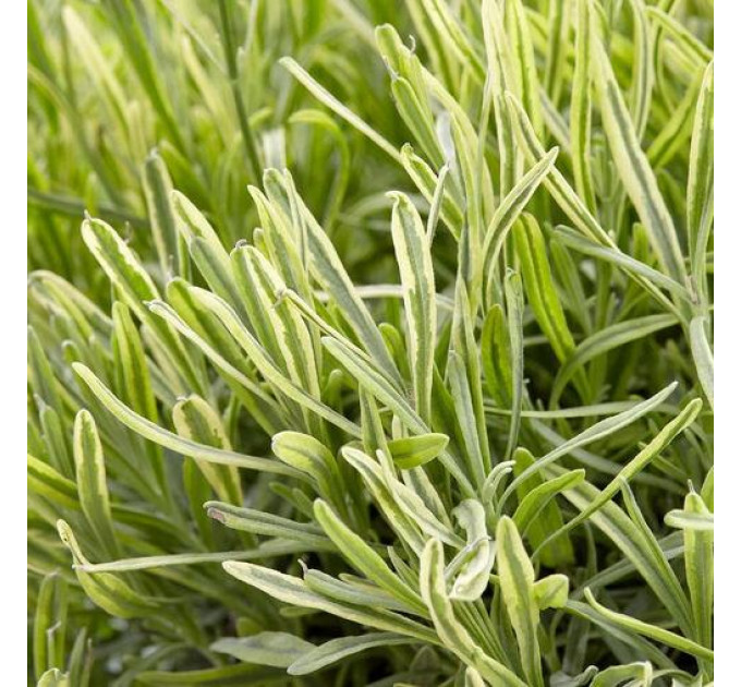 Лаванда сорт Platinum Blonde 1 летняя P9