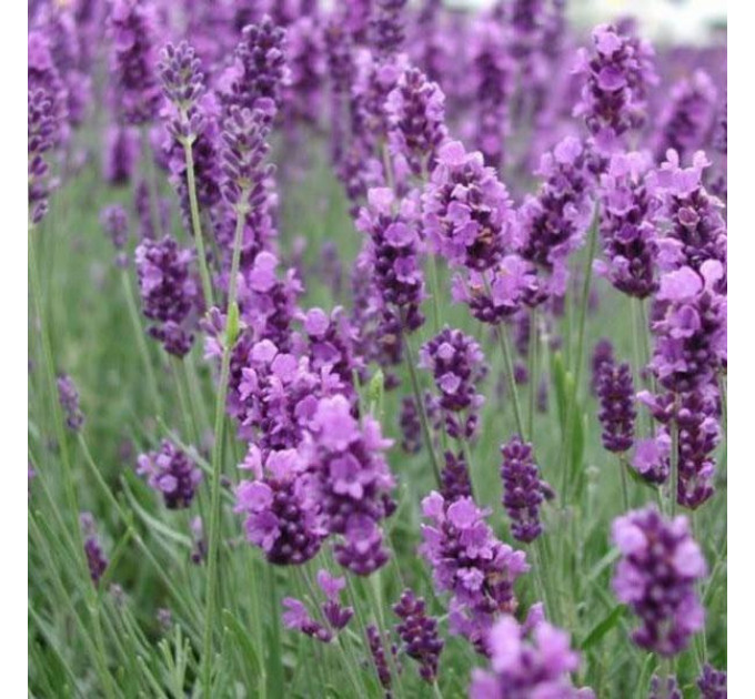 Лаванда узколистная, контейнер 3 л H 15-20 см