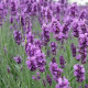 Лаванда узколистная, контейнер 3 л H 15-20 см