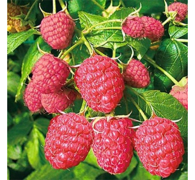 Саджанці малини сорт Фенікс