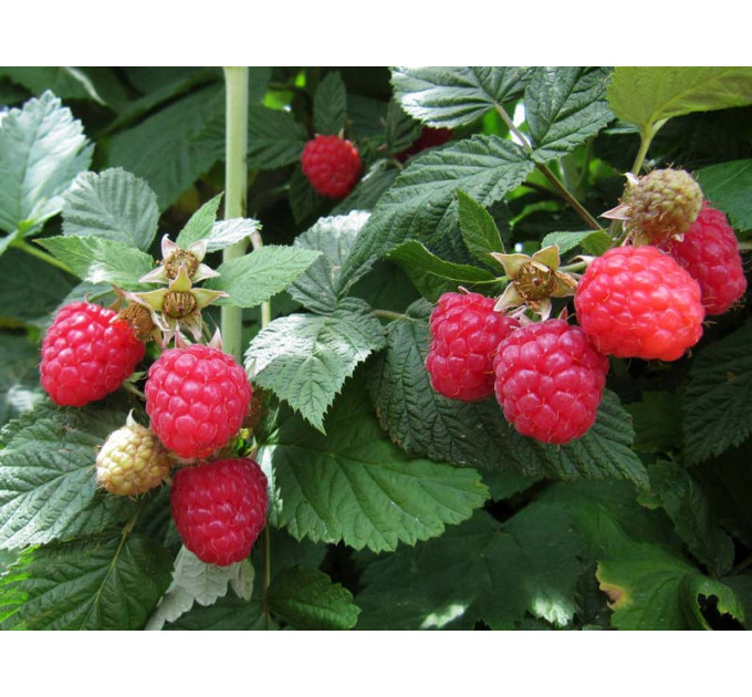 Саджанці малини сорт Глен Емпл, 2 гатунок