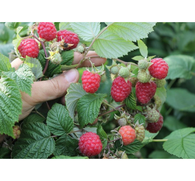 Саджанці малини сорт Глен Емпл, 2 гатунок