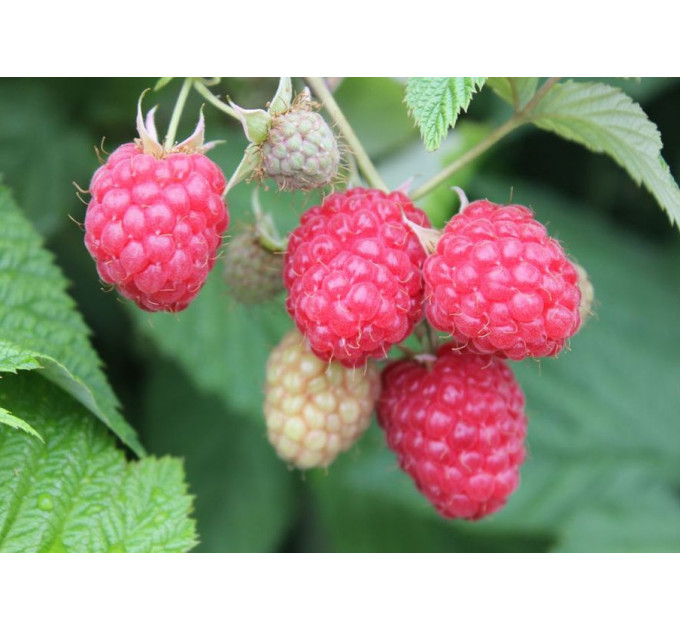 Саджанці малини сорт Глен Емпл, 2 гатунок