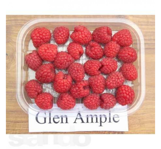 Саджанці малини сорт Глен Емпл, 2 гатунок